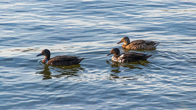 Krydsordsguiden: Fra tomt gitter til fuld løsning